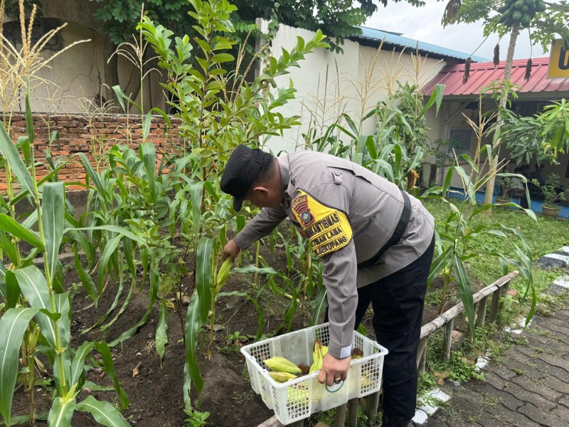 Polsek Sekupang Panen Jagung Wujud Ketahanan Pangan Dan Kebersamaan