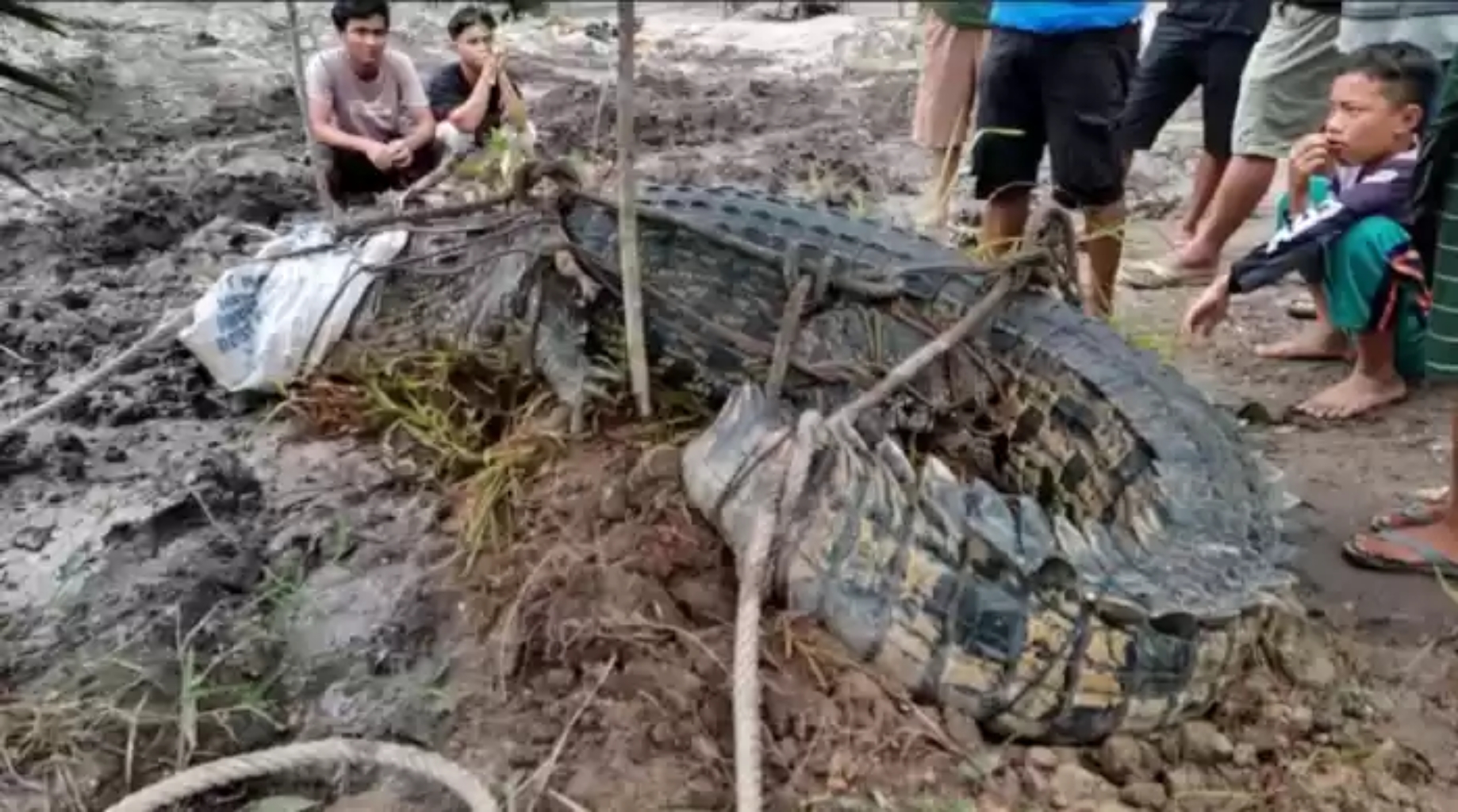 Ditangkap Warga, Buaya di Bangka Muntahkan Potongan Tangan Manusia