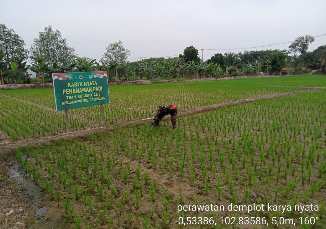 Babinsa 03/Tempuling Sertu Hendra Putra Bersihkan Gulma Pengganggu Tanaman Padi Dilahan Demplot