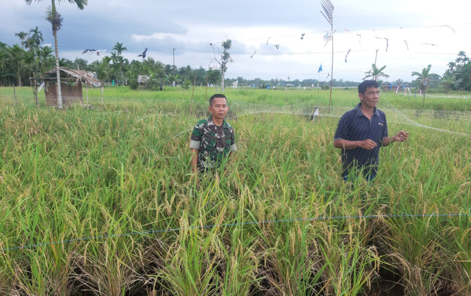 Babinsa Koramil 07/Reteh Turun Ke Wilayah Untuk Meninjau Padi Petani