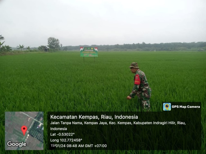 Babinsa 03/Tpl Serka Faisal Laksanakan Tinjau Tanaman Padi Di Lahan Demplot