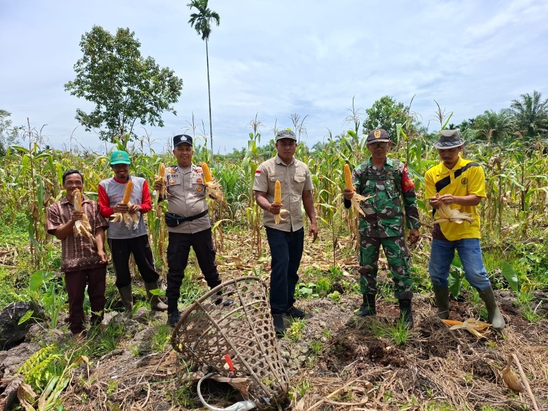 Sinergi Babinsa 03/Tpl, Bhabinkamtibmas, dan Petani: Panen Jagung di Desa Danau Pulai Indah Berkah