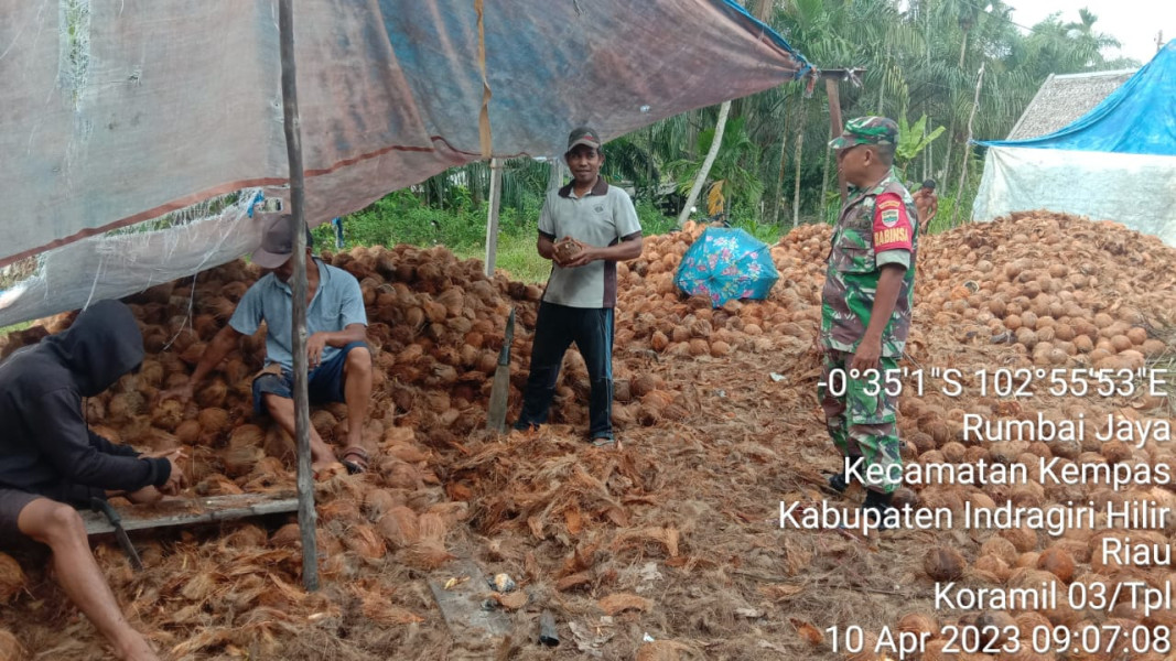 Bina Harmonisasi dan Rasa Kekeluargaan, Babinsa Koramil 03/Tpl Komsos Dengan Petani Kelapa