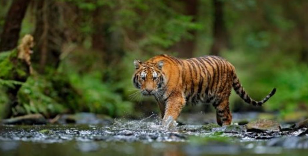 Harimau Sumatera Serang Hewan Ternak Warga, Sapi dan Anjing Tewas Mengenaskan