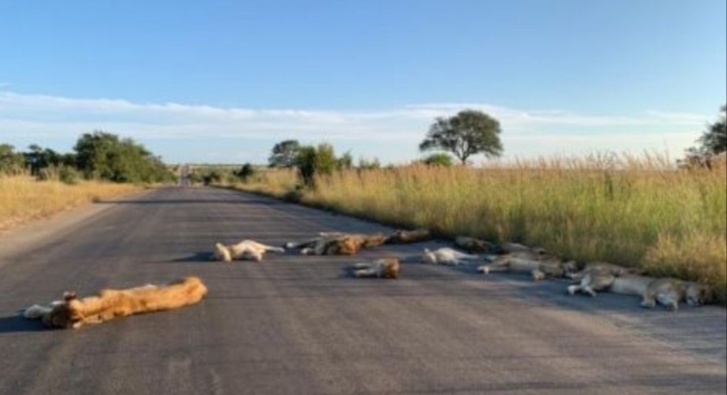 Tak Ada yang Keluar karena Corona, Kawanan Singa Tidur di Jalan Aspal dan Buaya Asik Berjemur di Pan