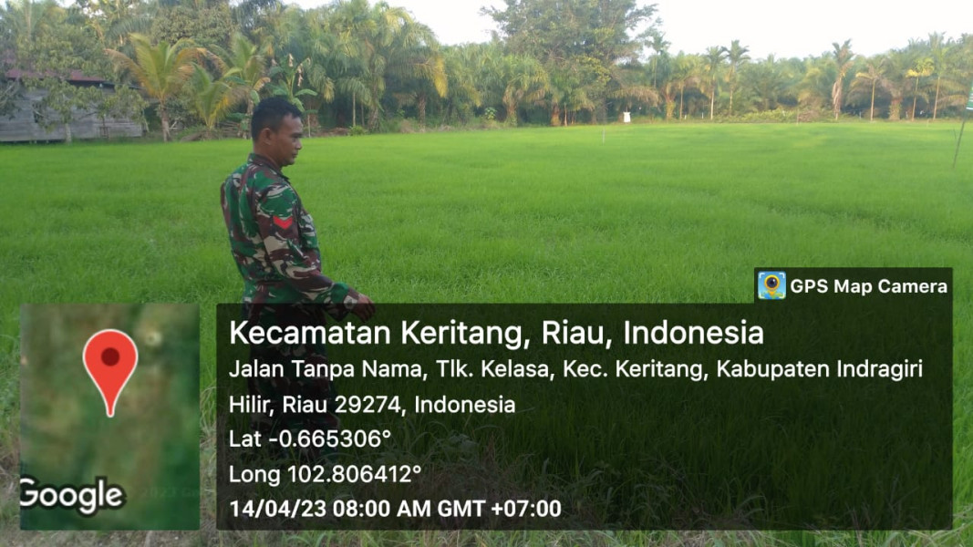 Koramil 09/Kemuning Giat Lakukan Pemantauan Bibit Padi