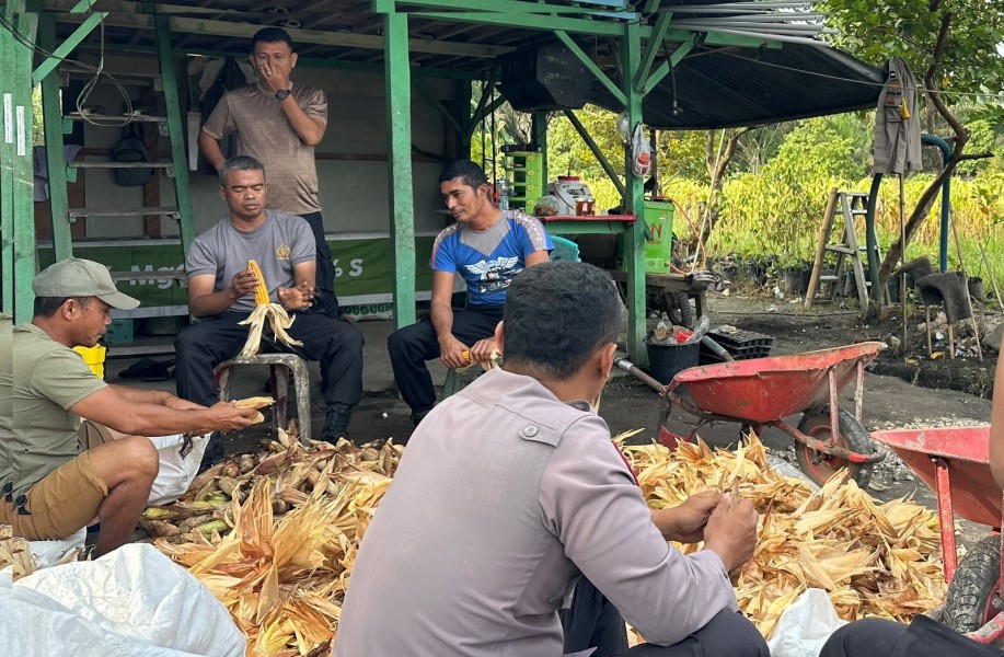 Polsek Koto Gasib Laksanakan Kegiatan Panen Raya Jagung Pipil