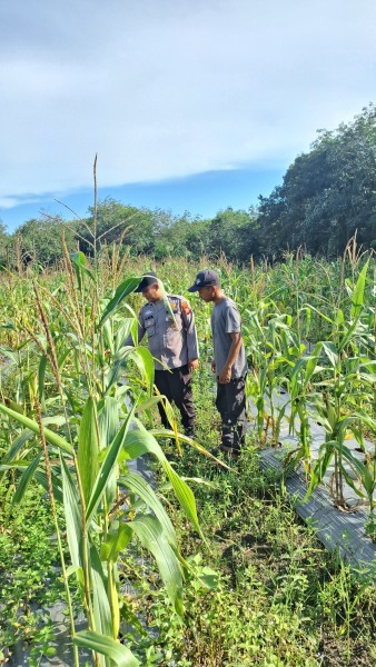 Panit 1 Binmas Polsek Siak Dampingi Warga Pantau Tanaman Jagung Pipil Menjelang Panen