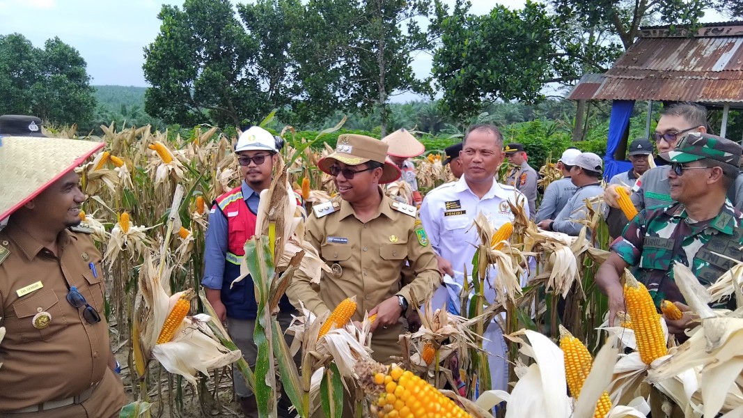 Kebun Jagung Program Ketapang, Wakil Bupati Panen Perdana dan Serahkan Benih