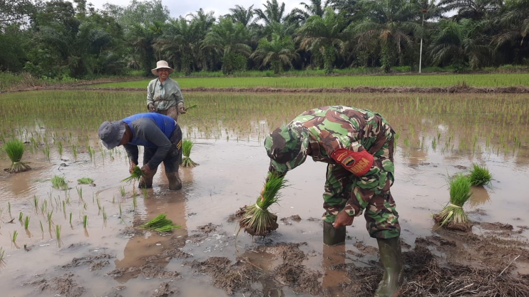 Babinsa Koramil 03/Tpl Makin Gencar Lakukan Gerakan Tanam Padi