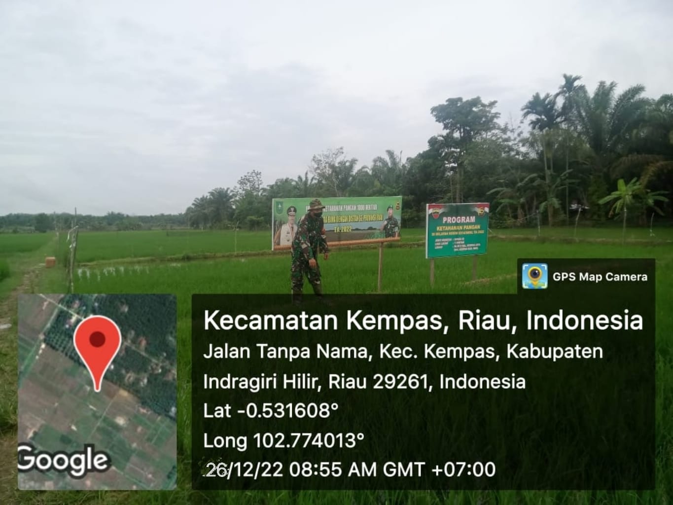 Babinsa Koramil 03/Tpl Bantu Petani Bersihkan Gulma Padi