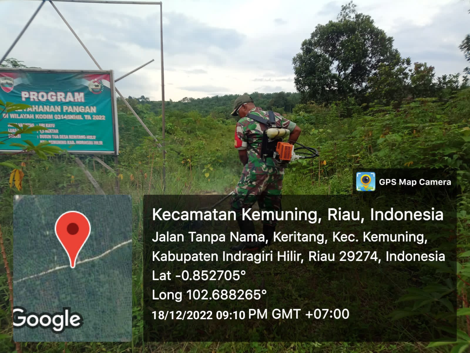 Pembersihan Gulma Di Sela-sela Pohon Ubi Bersama Koramil 09/Kemuning