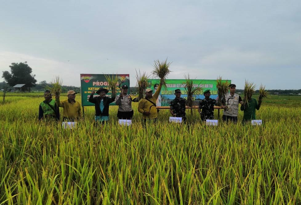 Dandim 0314/Inhil Hadiri Panen Perdana Padi Poktan Ingin Makmur