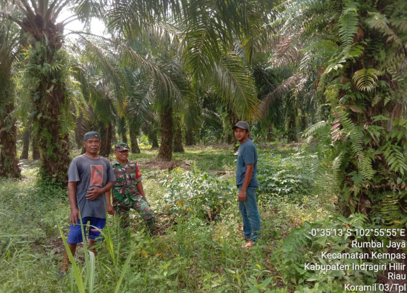 Antisipasi Kebakaran, Babinsa 03/Tpl Sertu Mardia Lakukan patroli Dan Sosialisasi Karhutla
