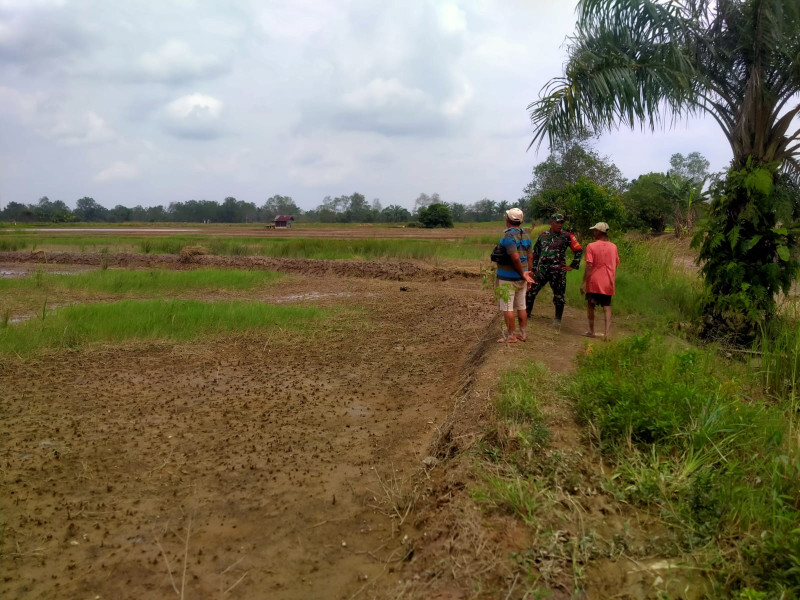 Babinsa Koramil 03/Tempuling Lakukan Pengecekan Lokasi Hanpangan Bersama Ketua Kelompok Tani