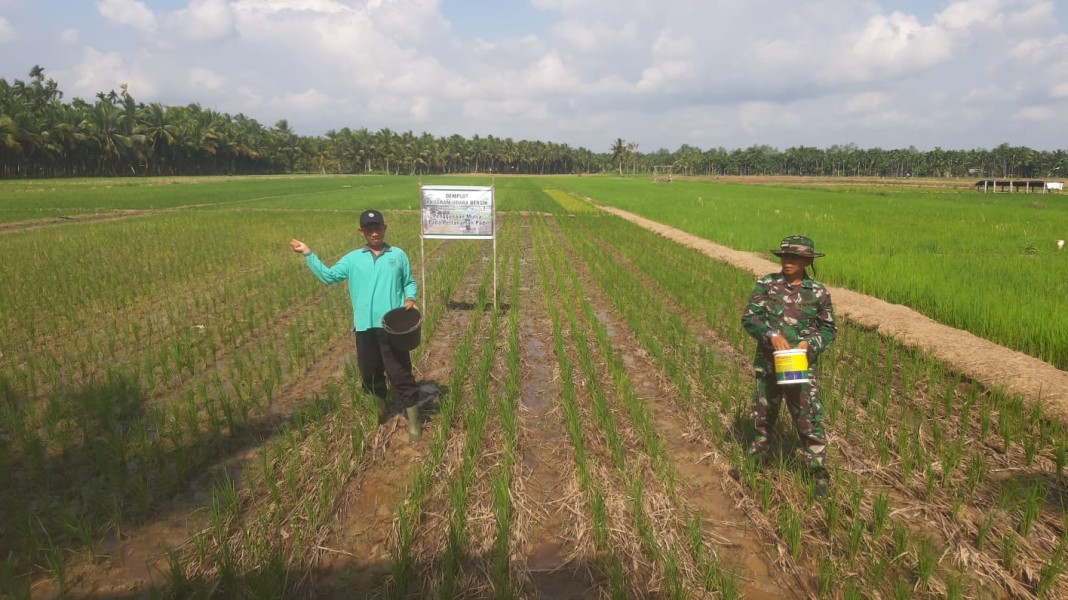 Babinsa Koramil 07/Reteh Mendampingi Petani Binaan dalam Pemupukan Padi