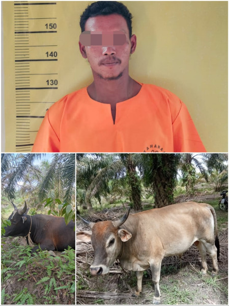 Bawa Kabur 2 Sapi Petani, Warga Teluk Bano I Diringkus Polsek Bangko Pusako