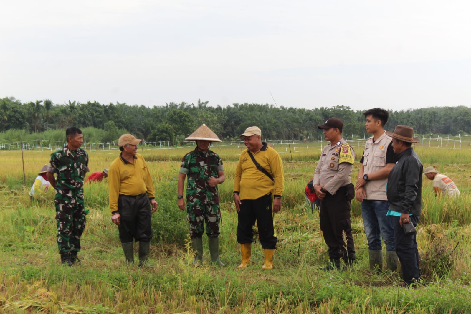 Dandim 0314/Inhil Lakukan Panen Raya Padi Dalam Rangka Ketahanan Pangan