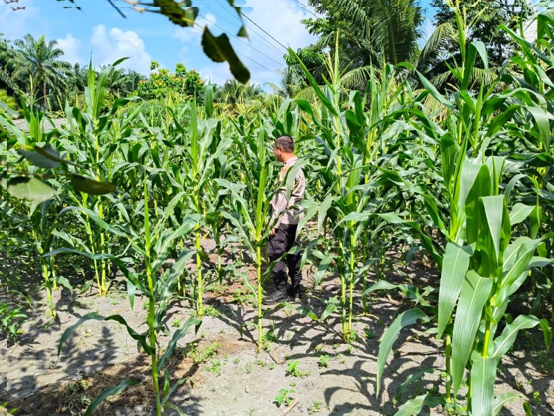 Bhabinkamtibmas Polsek Siak, Aipda Ropinus Butar Butar Melaksanakan Kegiatan Pendampingan Kepada Petani di Desa Binaannya
