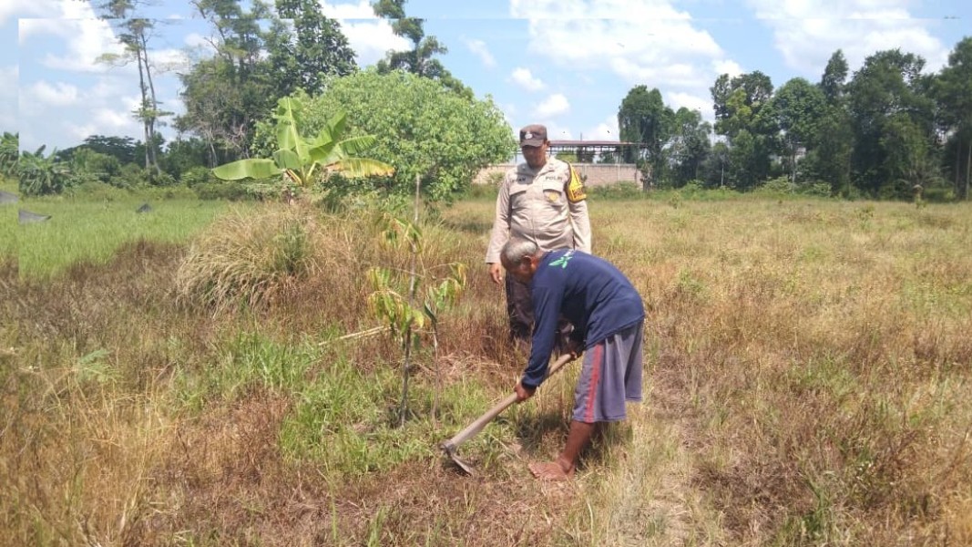 Bhabinkamtibmas Kampung Rawang Air Putih Melaksanakan Kegiatan Sambang dan Edukasi Kepada Petani Jagung