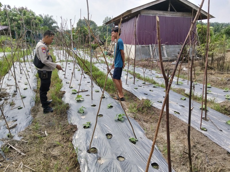 Bhabinkamtibmas Desa Petalongan Sambangi Kebun Gambas Warga dalam Mendukung Program Ketahanan Pangan