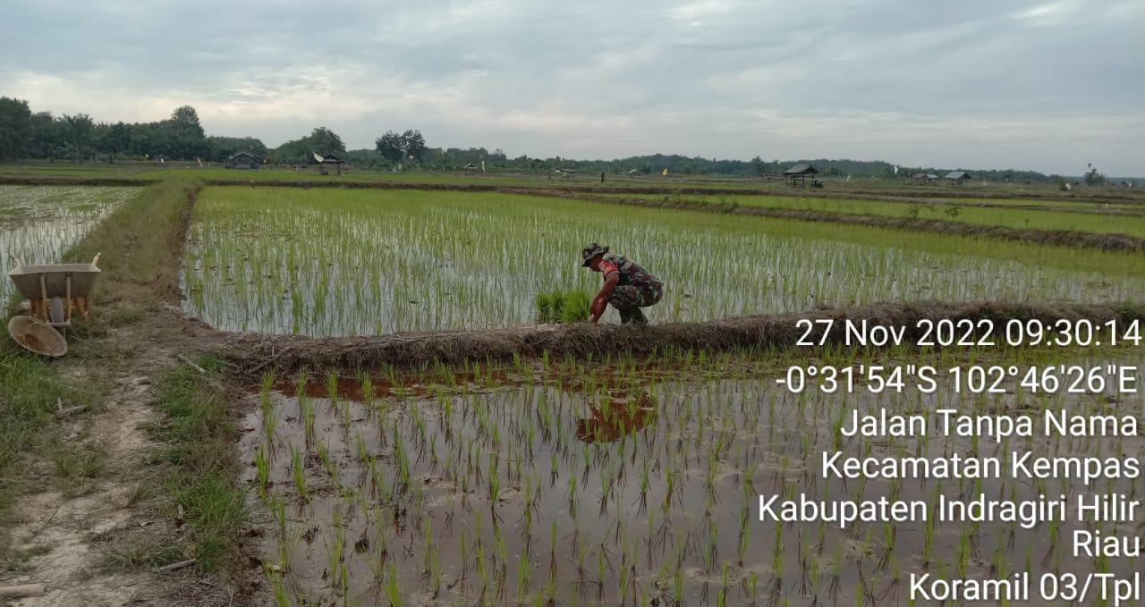 Turun ke Sawah Babinsa 03/Tpl Bantu Poktan Makmur Bersihkan Rumput Padi