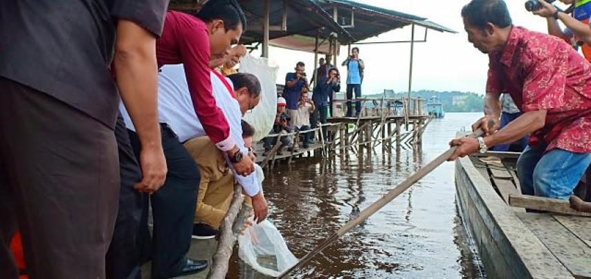 Legislator Senayan Tabur 100 Ribu Bibit Ikan Lomak di Sungai Siak