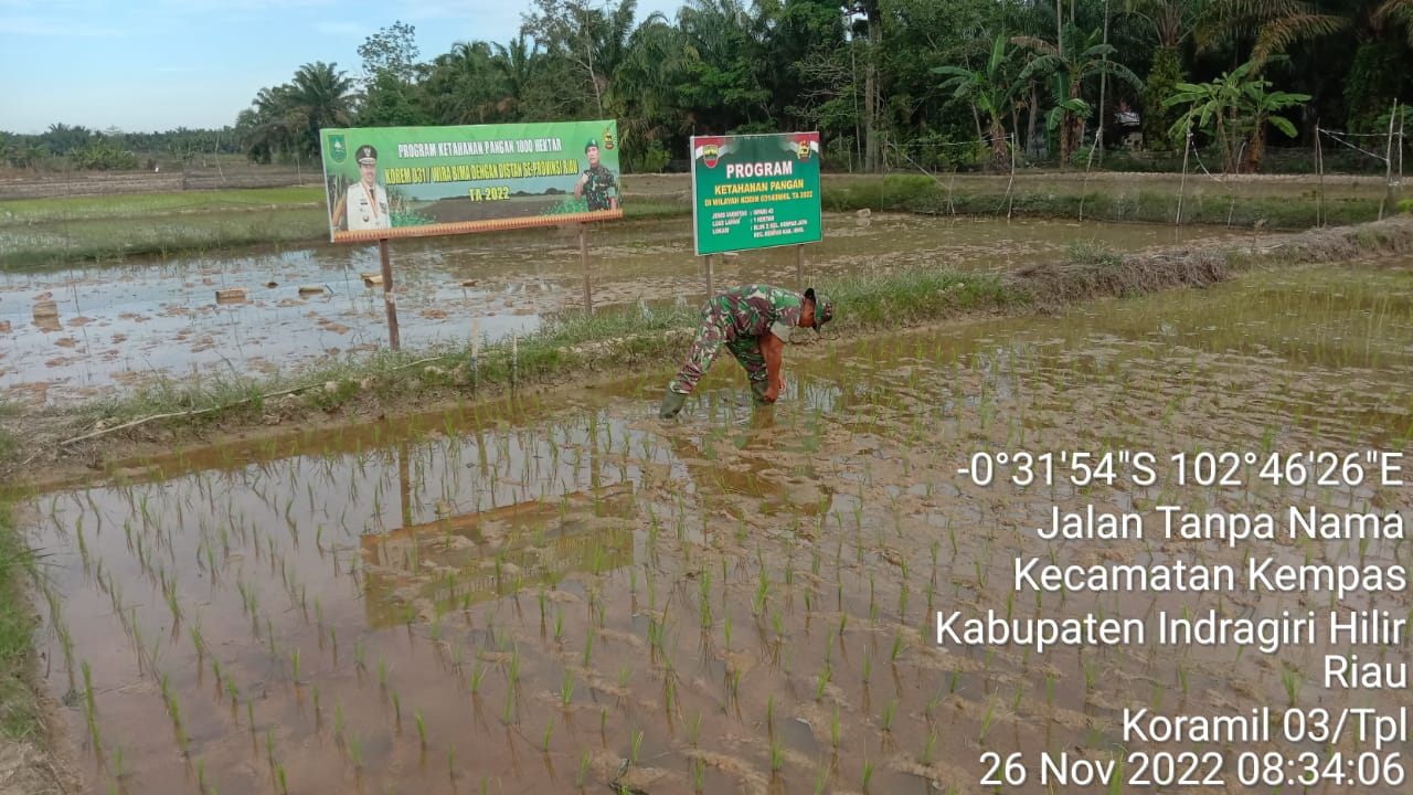 Terus Dukung Ketahanan Pangan, Babinsa Koramil 03/Tpl Turun ke Sawah