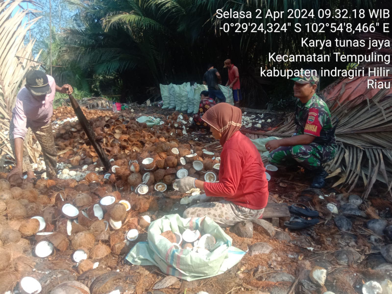 Dukung Peningkatan Ekonomi, Babinsa 03/Tpl Sambangi Warga Petani Kopra