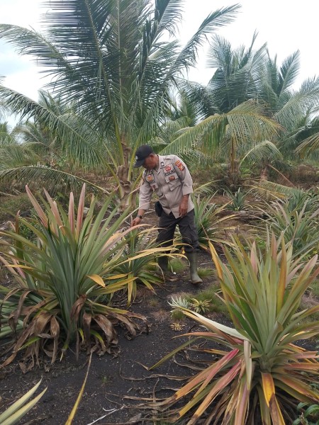 Dukung Swasembada Pangan, Bhabinkamtibmas Polsek Gaung Turun Langsung Kelahan Pertanian Warga Simpang Gaung