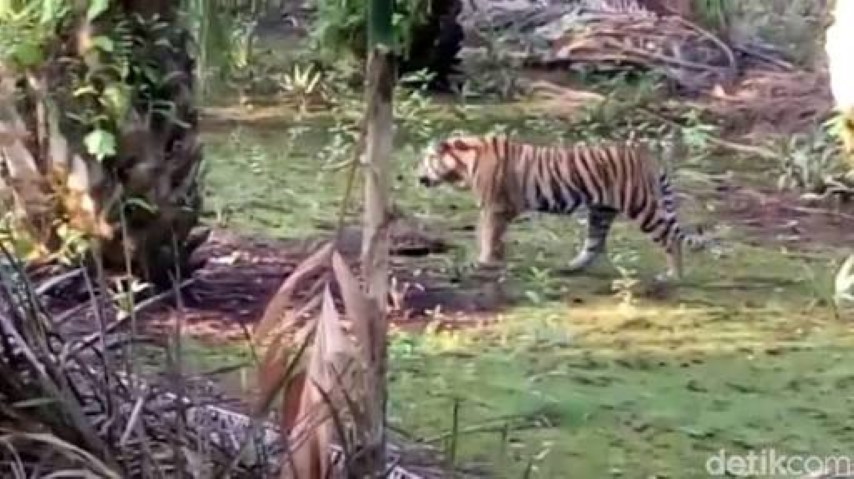 Keluarkan Harimau dari Kebun Sawit di Inhil, BBKSDA Datangkan Pawang dari Aceh