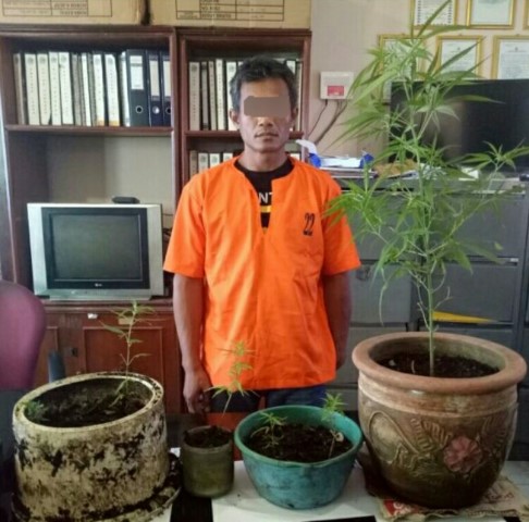 Belum Tau Dijual Atau Dikonsumsi Pribadi, 6 Batang Ganja Ditemukan di Rumah  Warga Tembilahan ini