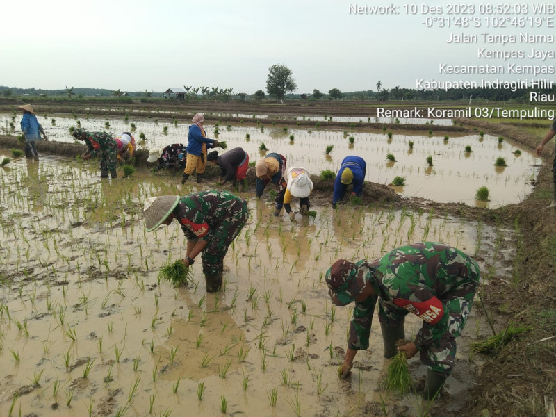 Anggota Koramil 03/Tpl Lakukan Penanaman Padi di Lahan Demplot Untuk Meningkatkan Swasembada Pangan