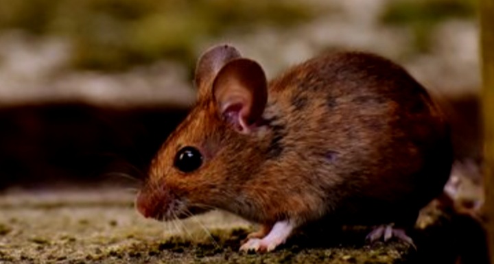 Berikut 6 Pengusir Tikus Alami, Cabai Giling Kasar hingga Cengkih, Lihat Disini  Berikut 6 Pengusir Tikus Alami, Cabai Giling Kasar hingga Cengkih, Lihat Disini