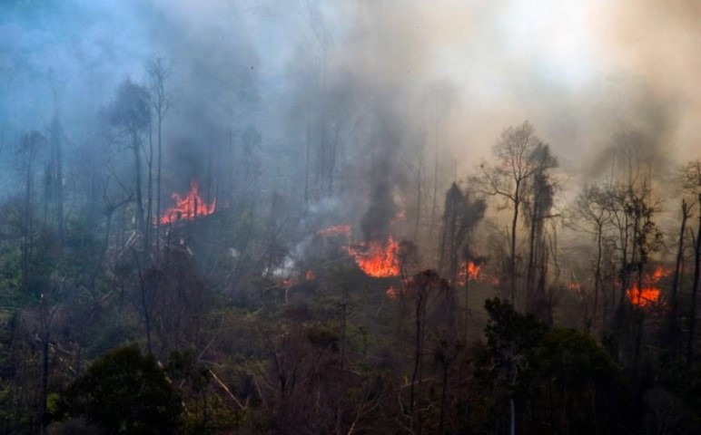 731 Hektare Sudah Hutan dan Lahan Terbakar di Riau 