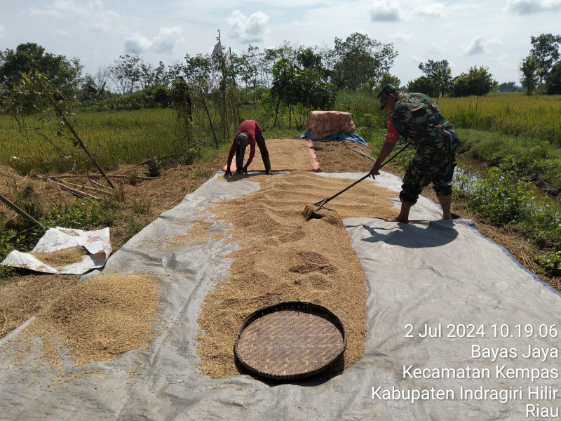 Babinsa Koramil 03/Tpl Bantu Petani di Desa Binaan Jemur Padi Pasca Panen