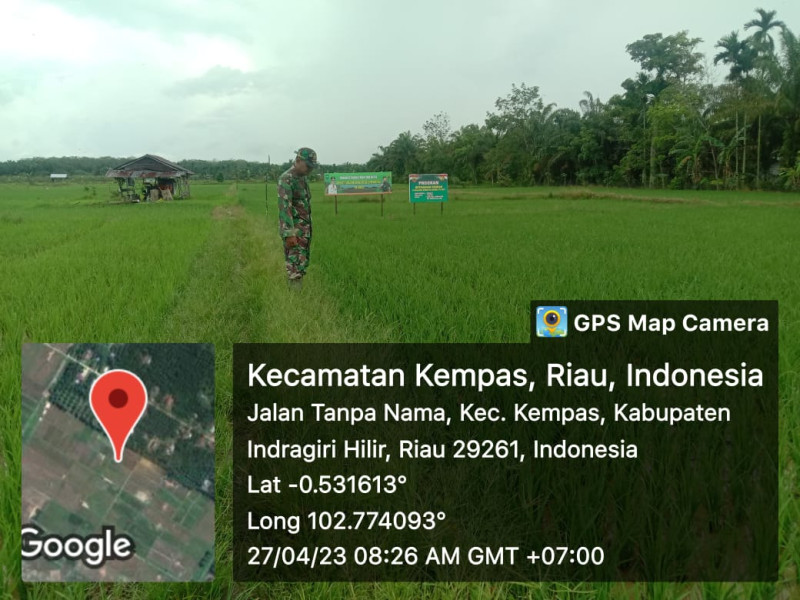 Pantau Perkembangan Tumbuh Padi Rutin Dilakukan Babinsa 03/Tpl