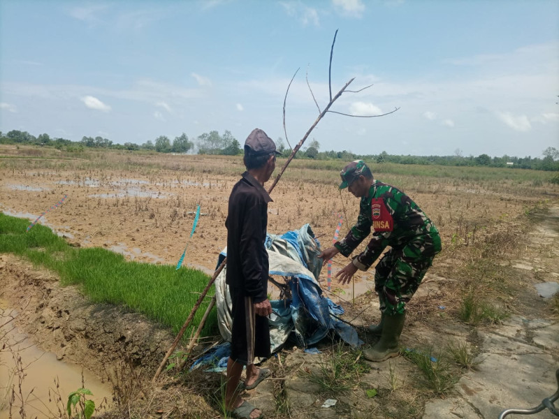 Di Tengah Sawah, Babinsa 03/Tpl Komsos Dengan Petani dan PPL