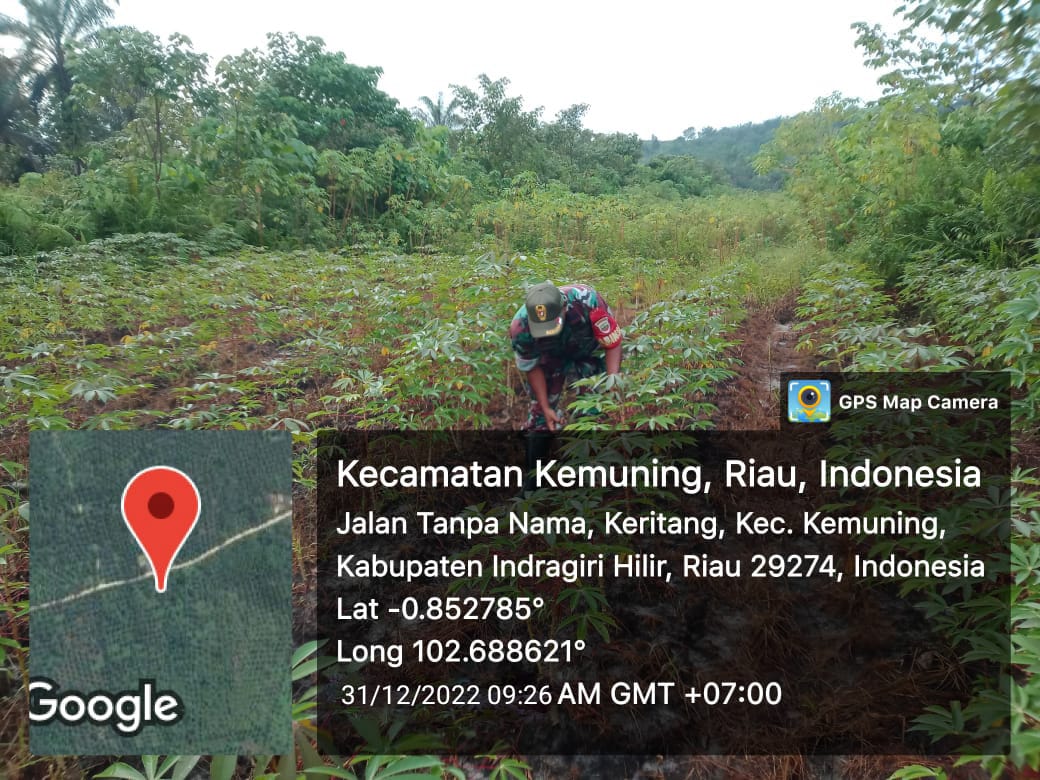 Giat Babinsa Koramil 09/Kemuning Terhadap Penanaman Gulma