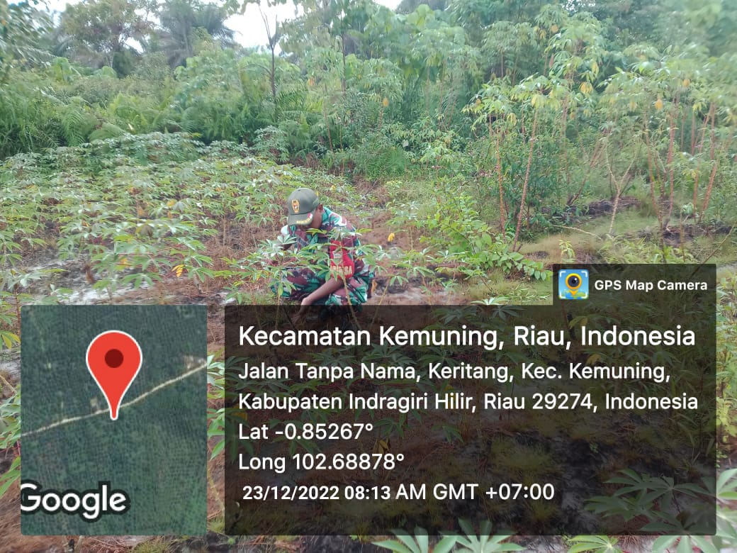 Rutin Lihat Perkembangan Gulma Oleh Koramil 09/Kemuning