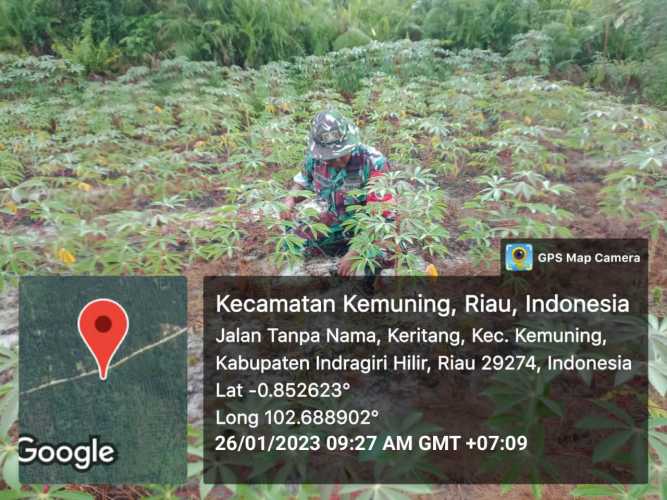 Terkait Ketahanan Pangan, Koramil 09/Kemuning Rutin Lakukan Pembersihan Lahan