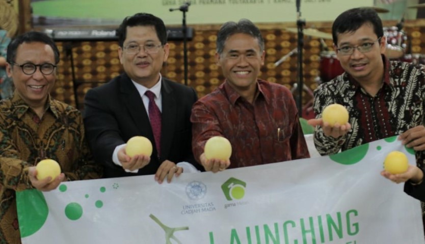 Kenalkan Baby Melon Hikapel, Buah Varietas Baru Hasil Inovasi UGM