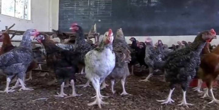 Ditutup Gegara Covid-19, Bangunan Sekolah Ini Malah Disulap Jadi Peternakan Ayam