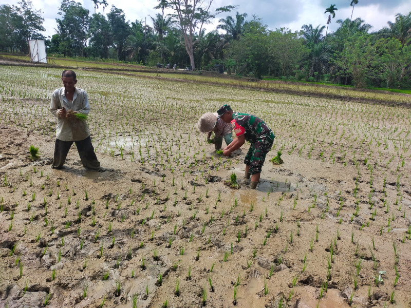 Babinsa Koramil 03/Tempuling Bantu Petani Dalam Hanpangan Penanaman Bibit Padi