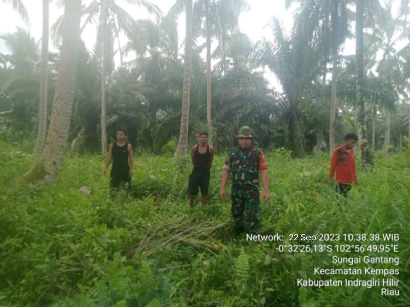 Meskipun Cuaca Sering Mendung Dan Hujan, Babinsa 03/Tpl Tetap Tingkatkan Patroli Karhutla Sampai Kedalam Lahan Warga