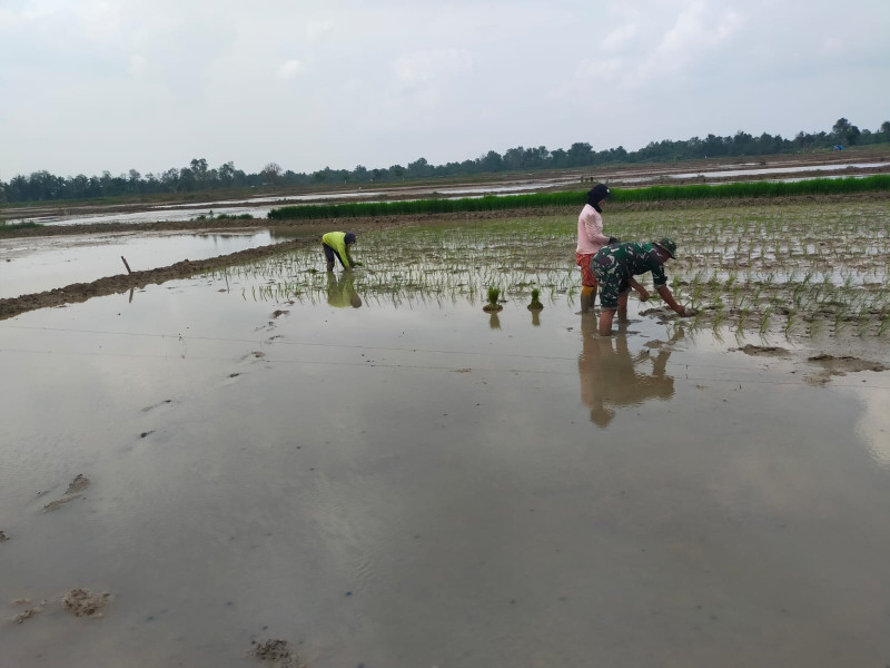 Wujudkan Ketahanan Pangan, Babinsa Koramil 03/Tempuling Bersama Anggota Poktan Untuk Menanam Bibit Padi Di Persawahan