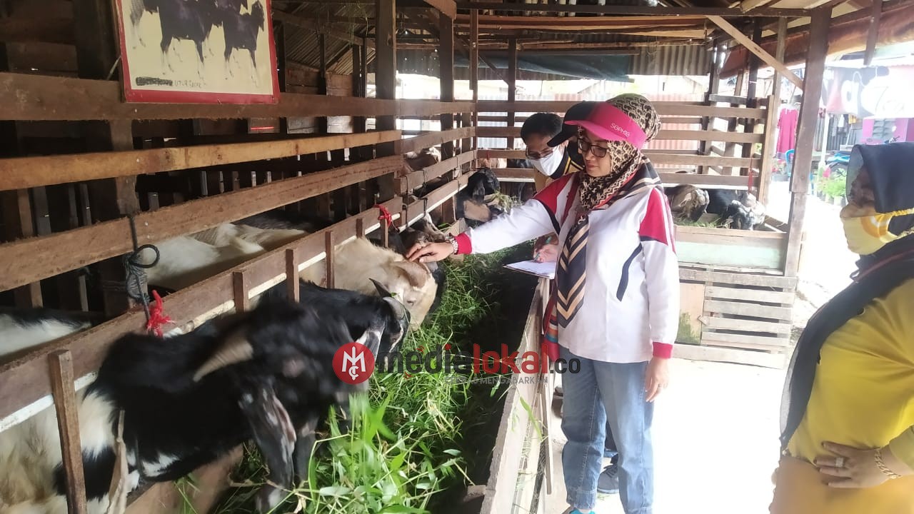 Jelang Pelaksanaan Qurban, Dinas Peternakan Inhil Laksanakan Pemeriksaan Hewan Qurban