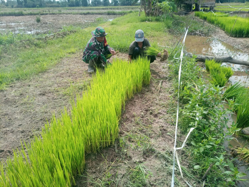 Semangat Babinsa Koramil 03/Tpl Sertu M. Ade Bantu Petani Cabut Benih Padi