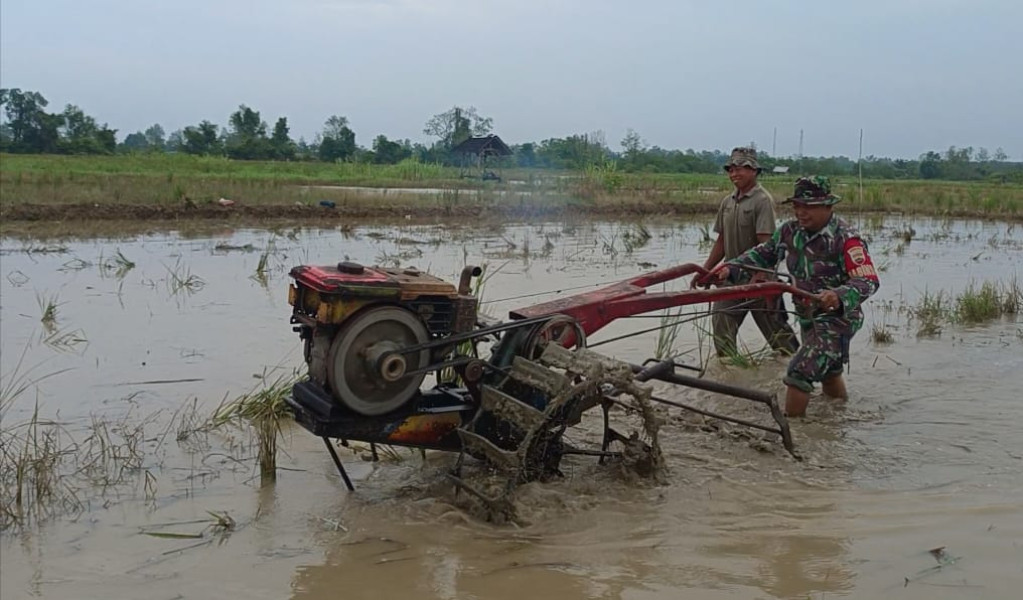 Dengan Menggunakan Hand Traktor Babinsa 03/Tpl Bantu Mengolah Sawah