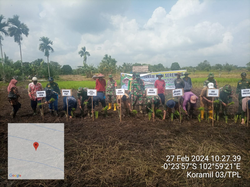Bersama Forkopimcam, Babinsa 03/Tpl Lakukan Tanam Padi Serentak